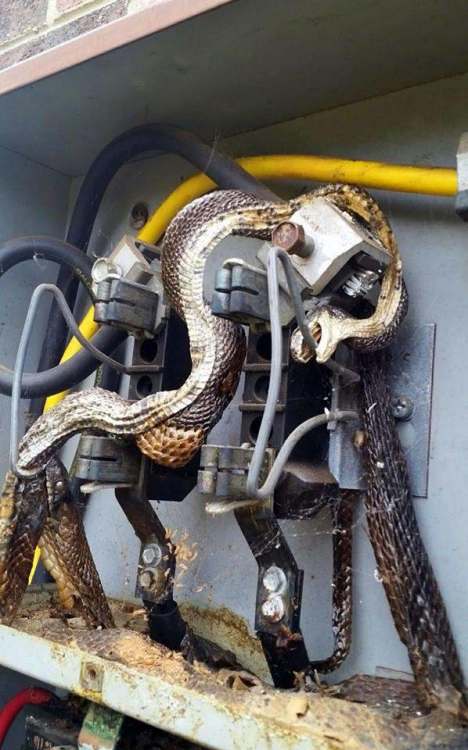 snakes-in-electric-box.jpg