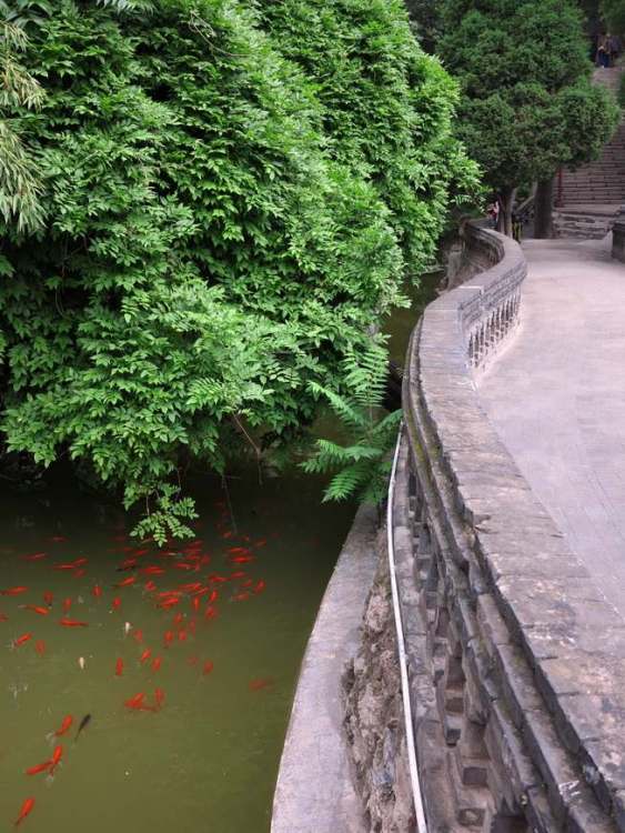 Красоты Китая - Рыбки IMG_2493_resize.jpg
