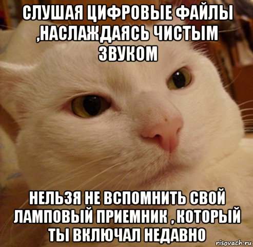 Эта сука выглядит как кошка песня