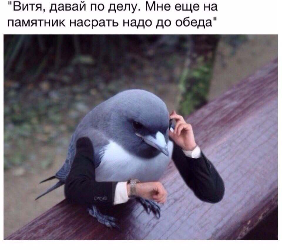 Девочка гладит голубя мем