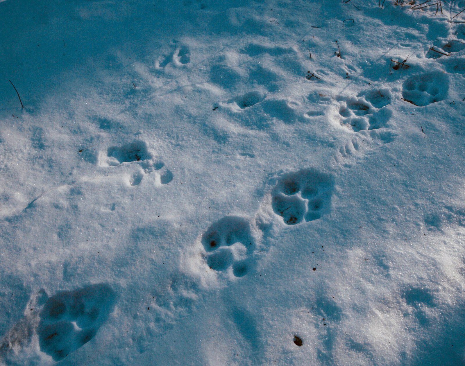 Тигриные следы на снегу