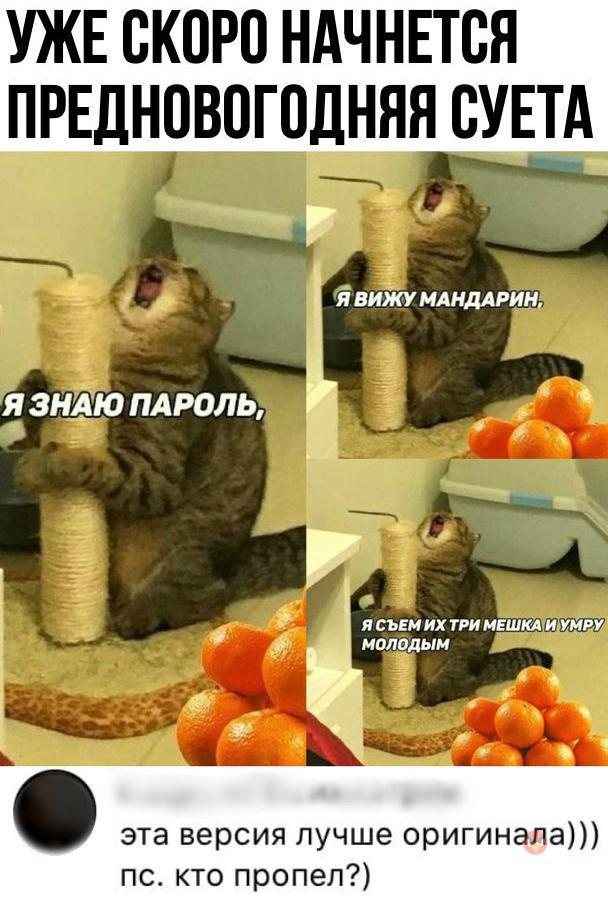 Новогодний кот с мандаринами мем
