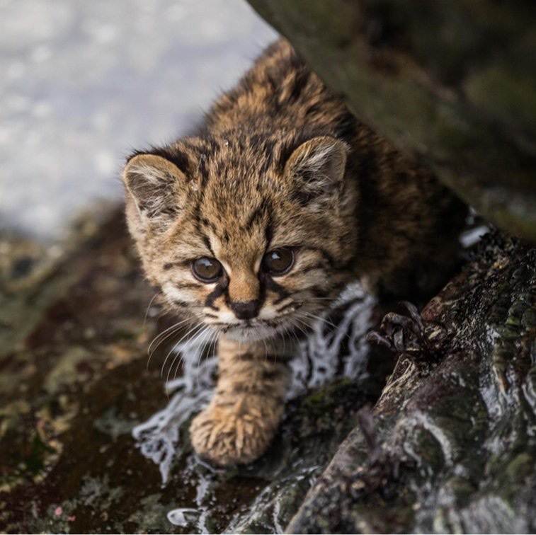 Чилийская Дикая кошка