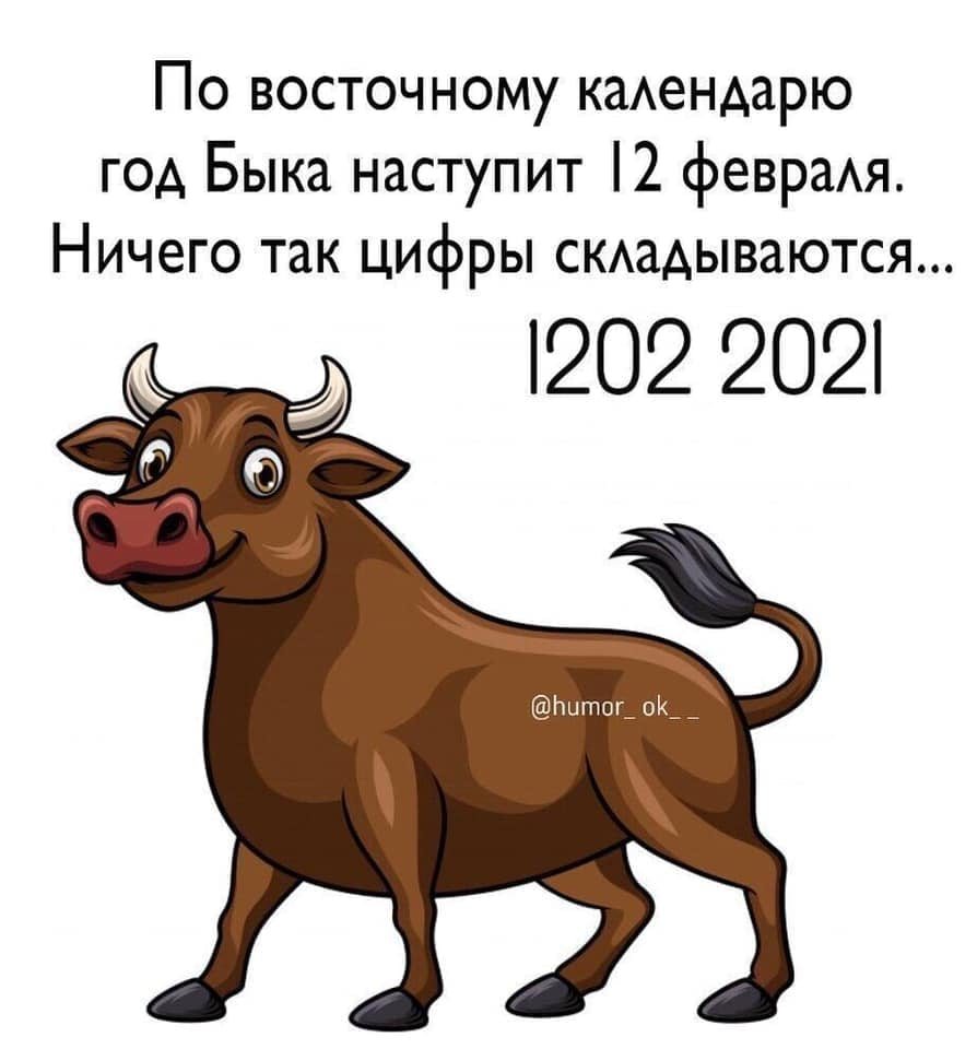 Прикольные стихи про быка, корову, где найти, придумать на Новый год 2021?