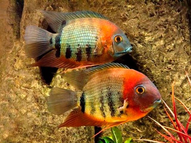 heros-severum-rotkeil-cichlasoma-severum-rotkeil-18.jpg.2d6a541d0bdcddb95373f819dfb82081.jpg