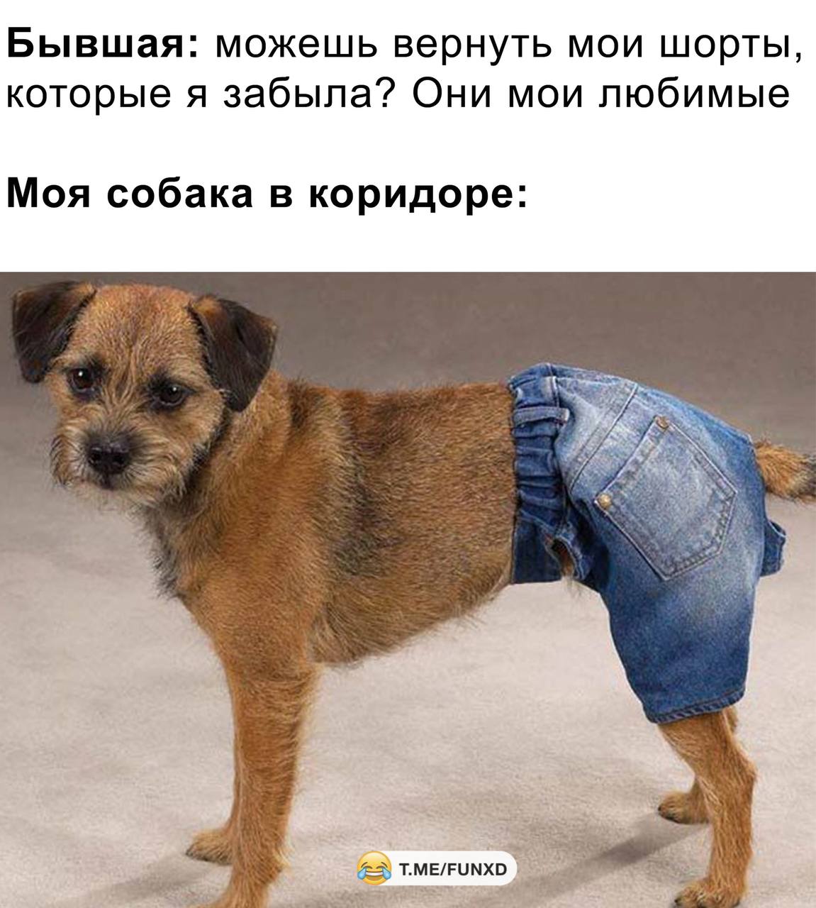 Моя собачка одета 1 час. Смешные картинки. Собака в джинсовых шортах. Штаны для собак. Штанишки для собак на лапы.