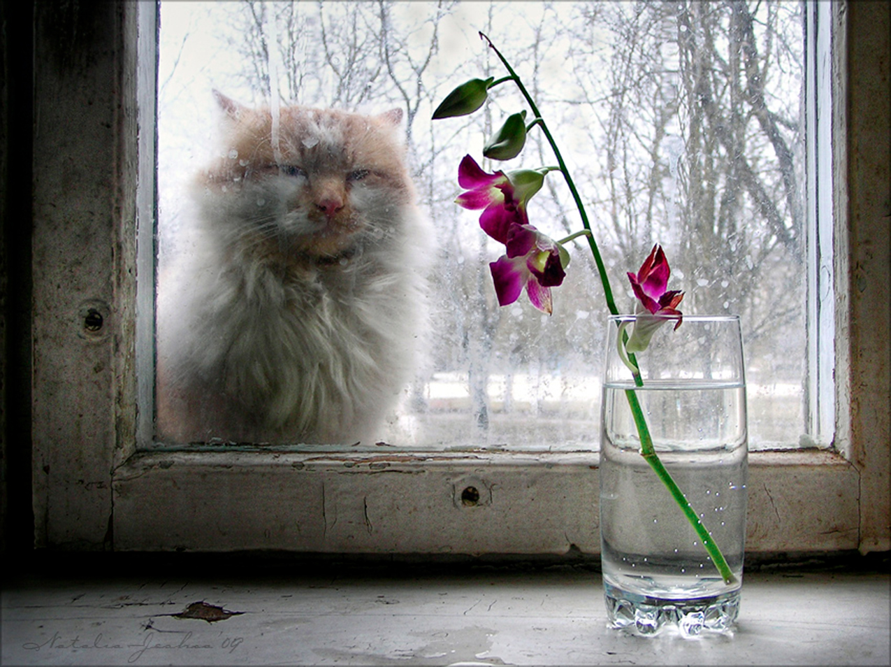 Доброе дождик. Кот на окне. Цветы на зимнем окне. Дождливое Весеннее утро.
