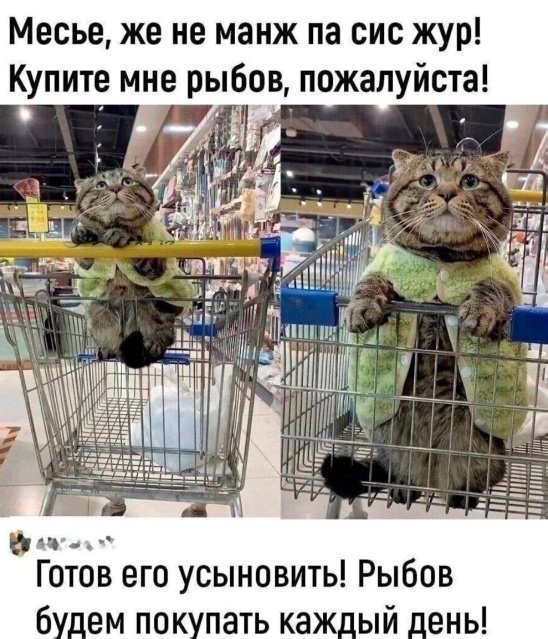 Фу пашлятена мем с котом Публикации iBUTCHER - Страница 169 - SoundEX - Клуб любителей хорошего звука