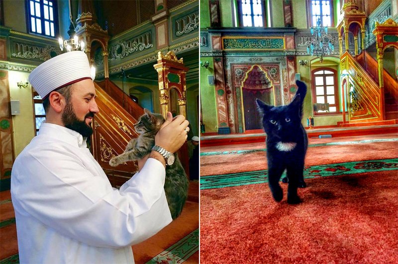 Мусульманский кот
