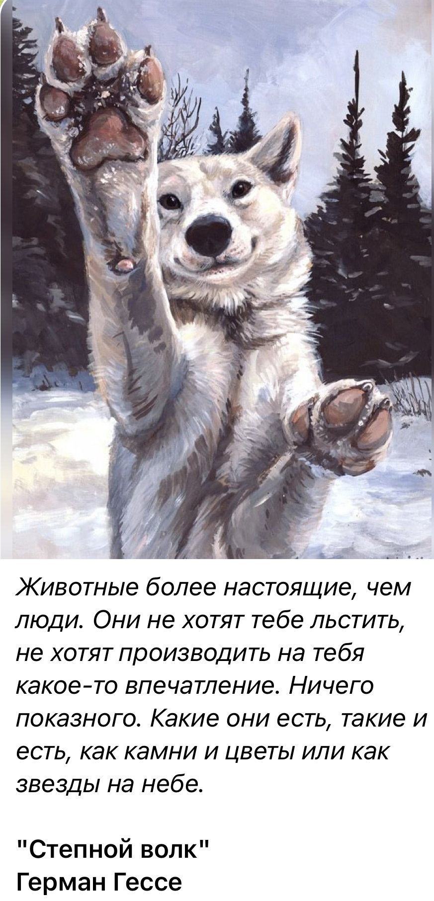Собаки арт