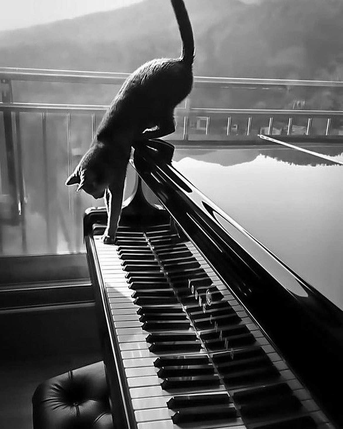 Песня кота на пианино. Кот на пианино. Красивое пианино. Кошка на пианино. Кот на рояле.