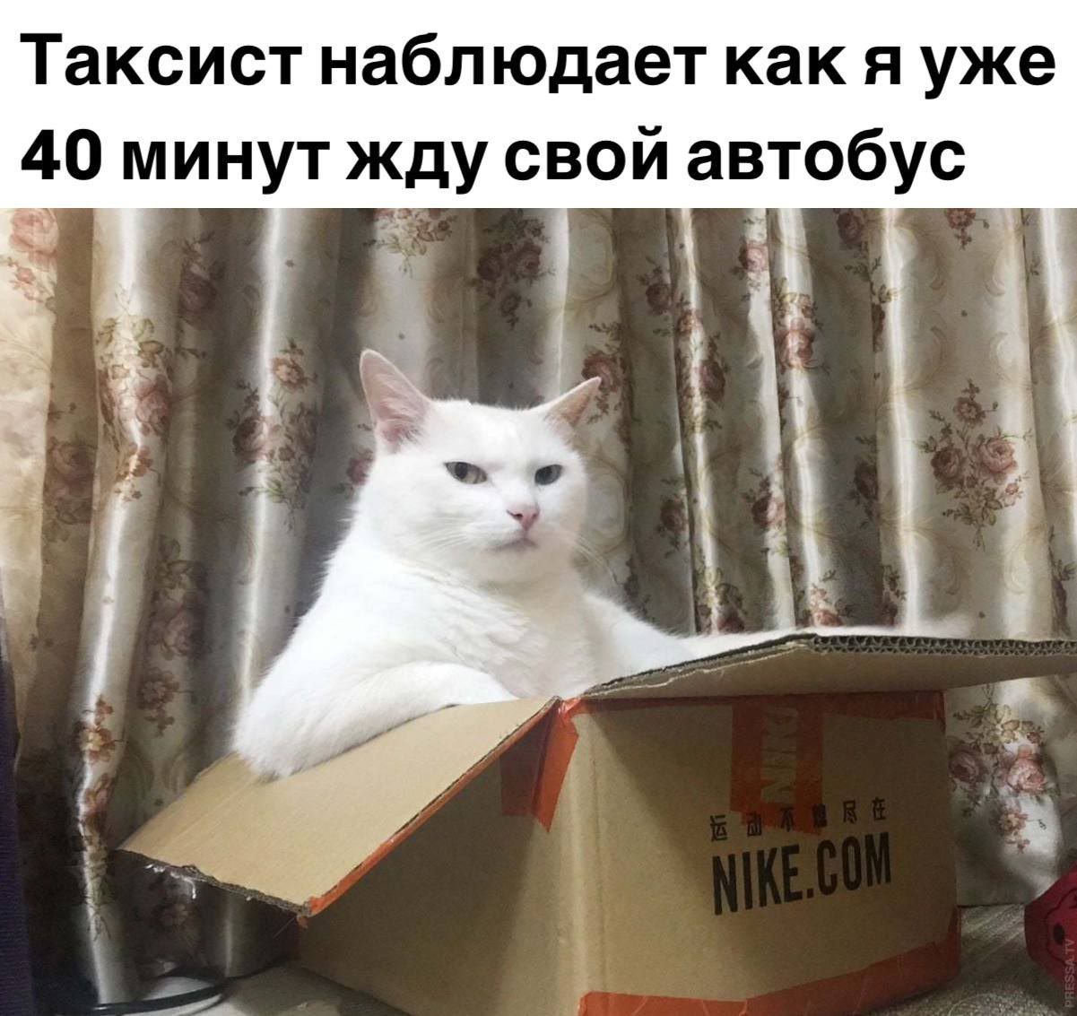 Ясно не шаришь колхозник мем с котом
