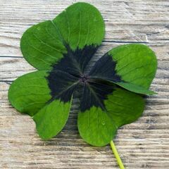 Lucky_Clover