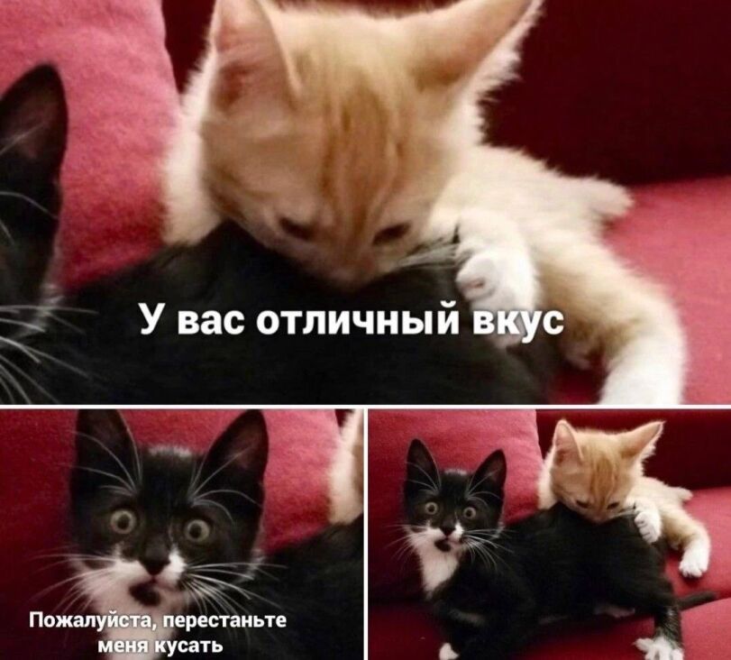 image.jpeg.b4bd2695291239440640be0351884145.jpeg